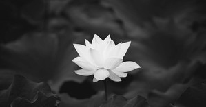 Nguyên Chủ tịch nước Trần Đức Lương từ trần